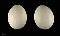 Eier der Schnee-Eule