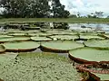 Seerosen mit riesigen Blättern auf dem Amazonas