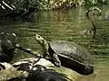 Nach dem See ist die Kaspische Bachschildkröte benannt.