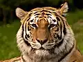 Ein Sibirischer Tiger von nahem...