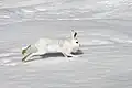 Ein Schneehase: Mit seinem weißen Fell kann man ihn auf Schnee nicht gut sehen.