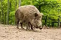 Ein Wildschwein in einem Tierpark, eine Vorfahrin der Hausschweine