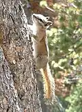 Streifenhörnchen können gut auf Bäume klettern.