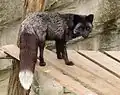Der Silberfuchs ist ein Rotfuchs mit mehr Schwarz im Fell.