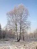 Birke im Winter