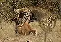 Ein Leopard mit seiner Beute