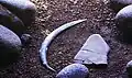 In Polen gefunden: ein Wurfgegenstand aus Mammut-Elfenbein, etwa 30.000 Jahre alt.