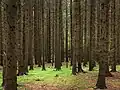 In Schweden: In diesem Wald sieht man die Gemeine Fichte.
