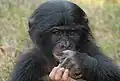 Ein junger Bonobo.