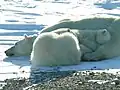 Eine Eisbär-Mutter mit zwei Jungen. Die Haare sind durchsichtig, erscheinen aber als weiß.