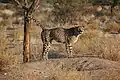 Dieser Gepard in Namibia markiert sein Revier. Der Geruch soll sagen: Hier bin ich der Chef!