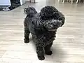 Das ist ein kleiner Pudel.