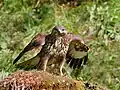 Der Mäusebussard ist ein häufiger Greifvogel in Europa.
