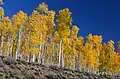 Diese Bäume in den USA haben gemeinsame Wurzeln und sind eigentlich ein einziger Baum, eine Pappel. Es ist das schwerste Lebewesen der Welt.