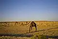 Dromedare in der turkmenischen Wüste