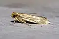Die Raupen der Kleidermotte ernähren sich von Tierhaaren. Sie fressen Löcher in unsere Kleidungsstücke aus Wolle oder in Polster.