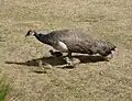 Eine Pfauenhenne mit zwei Jungtieren