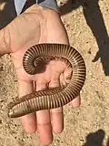 Tausendfüßer-Riese aus Namibia in Afrika