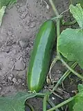 Auch die Gurke ist für Fachleute eine Beere.