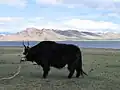 Yaks sind die wichtigsten Haustiere.