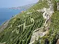 Die Rebberge mit ihren Terrassen sind ein Weltkulturerbe der UNESCO. Sie ziehen viele Touristen an. Außerdem wächst hier ein sehr guter Wein.