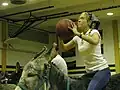 Beim Esel-Baseketball sitzen die Spieler auf Eseln.