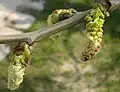 Die Blüten wachsen in kleinen Würstchen.