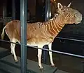 Dieses ausgestopfte Quagga sieht man in Berlin