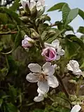 Die Blüten sind weiß bis leicht rosa.
