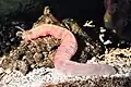 Eine Wurmseegurke