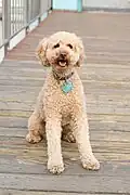 Dieser Hund ist eine Kreuzung aus den Hunderassen Pudel und Labrador Retriver.