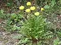 Löwenzahn mit gelben Blüten