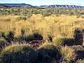 Die Spinifex-Savanne in Australien