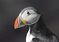Viele Vögel leben und brüten auf den Inseln. Dazu gehören auch die Papageitaucher.