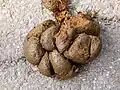 Pferdeäpfel, Rossknödel, Rossbollen oder wie immer sie heißen