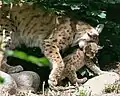 Luchsmütter tragen ihre Jungtiere wie die Hauskatzen.