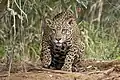 Ein Jaguarweibchen in Brasilien