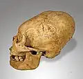 Der „Homo Sapiens“, der denkende Mensch, hat einen Schädel mit Platz für ein großes Gehirn.