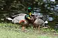 Diese beiden Enten-Männchen sind ein Paar.