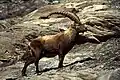 Der Steinbock ist geschützt. Er ist das Wappentier des Kantons.