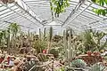 Viele verschiedene Kakteen im Botanischen Garten München