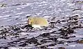 Eisbär und Polarfuchs lassen sich gegenseitig in Ruhe.