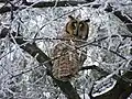 Im Winter in Bulgarien