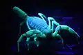 Strahlt man einen Skorpion mit ultraviolettem Licht an, so leuchtet er auf.