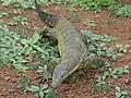Ein Nilwaran im Pendjari-Nationalpark