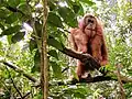 In der Natur bleiben Orang-Utans immer auf Bäumen.