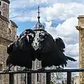 Zwei der Tower-Raben