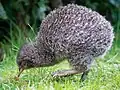 Ein junger Kiwi