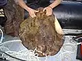 Dieser Rochen wiegt 25 Kilogramm und wird in einem Restaurant enden.