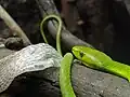Weil die Schuppenhaut nicht mitwächst, müssen Schlangen sich von Zeit zu Zeit häuten. Hier sieht man eine Mamba neben ihrer abgestreiften Haut.